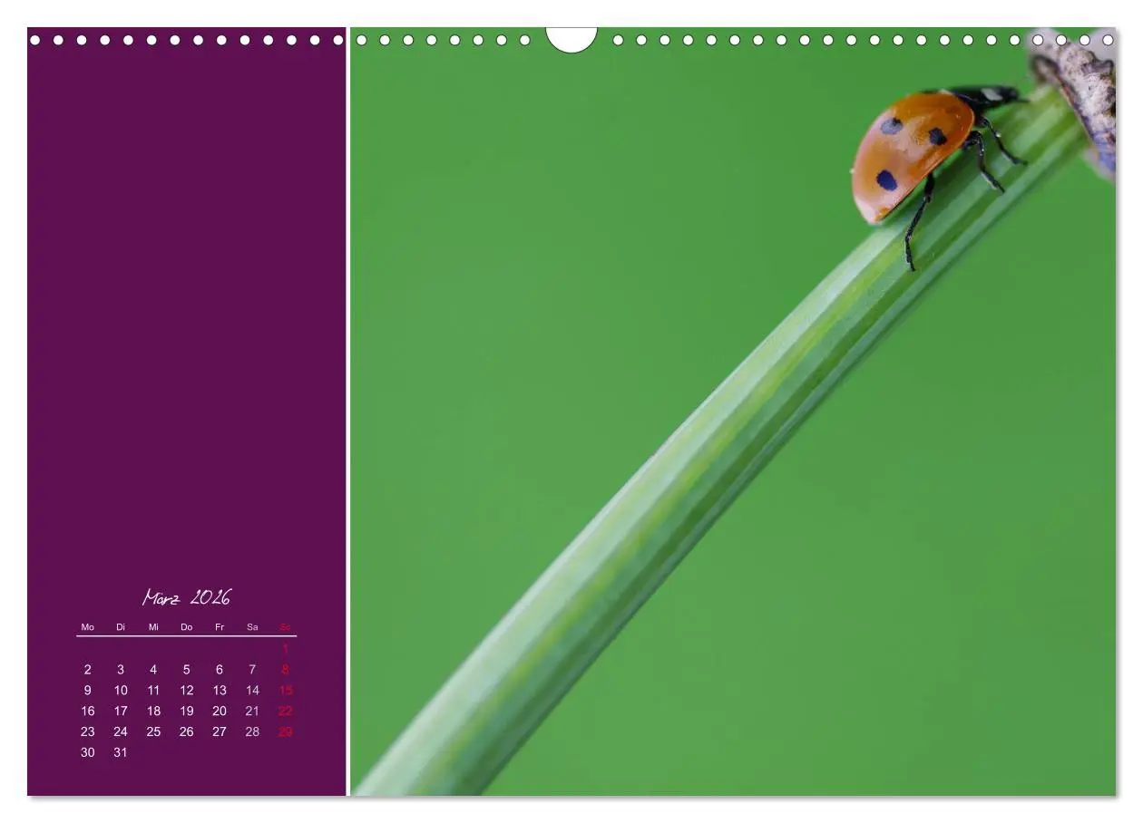 Bild: 9783516227956 | Momente des Glücks (Wandkalender 2026 DIN A3 quer), CALVENDO...