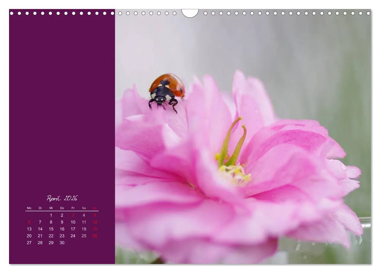 Bild: 9783516227956 | Momente des Glücks (Wandkalender 2026 DIN A3 quer), CALVENDO...