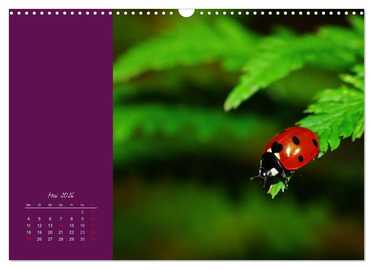 Bild: 9783516227956 | Momente des Glücks (Wandkalender 2026 DIN A3 quer), CALVENDO...