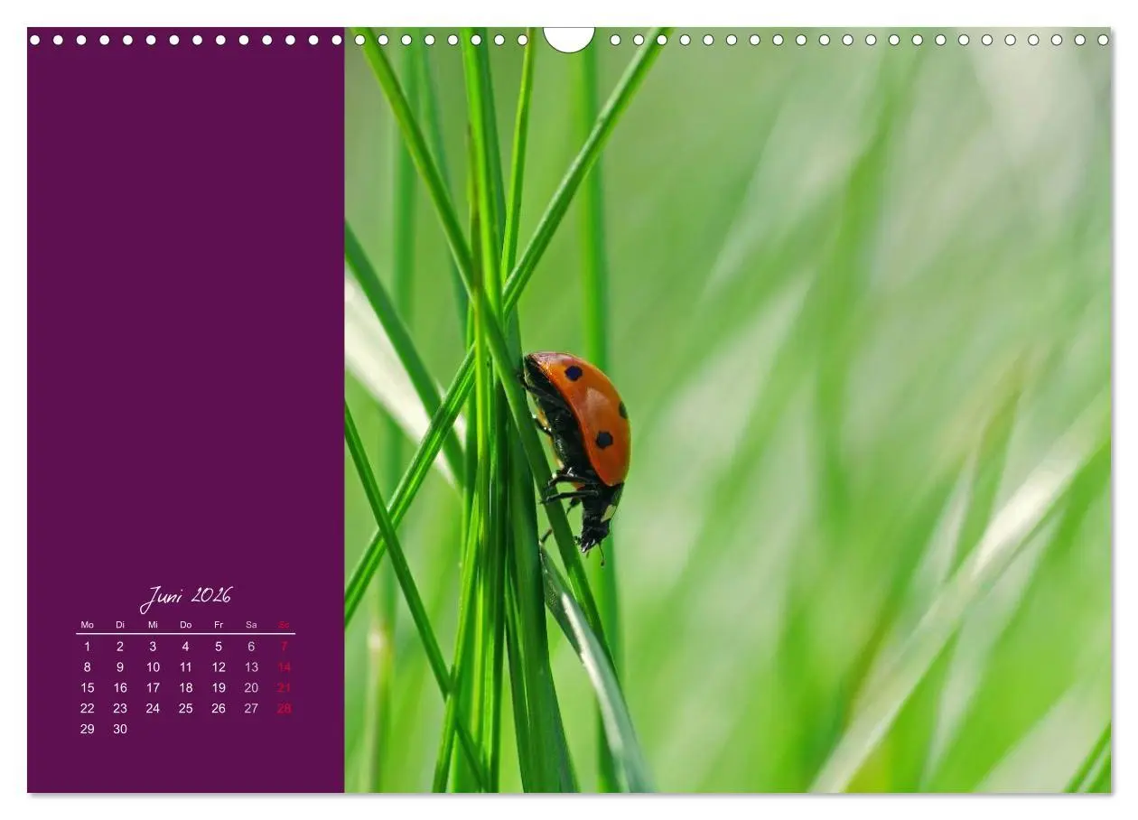Bild: 9783516227956 | Momente des Glücks (Wandkalender 2026 DIN A3 quer), CALVENDO...