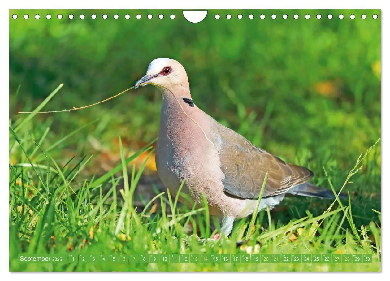 Bild: 9783383778056 | Tauben rund um die ganze Welt (Wandkalender 2025 DIN A4 quer),...