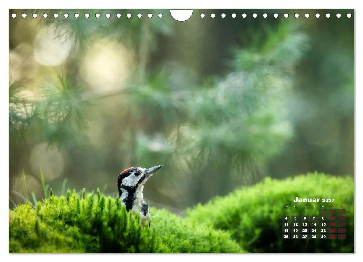 Bild: 9783569208056 | Vögel in heimischen Wäldern (Wandkalender 2027 DIN A4 quer),...