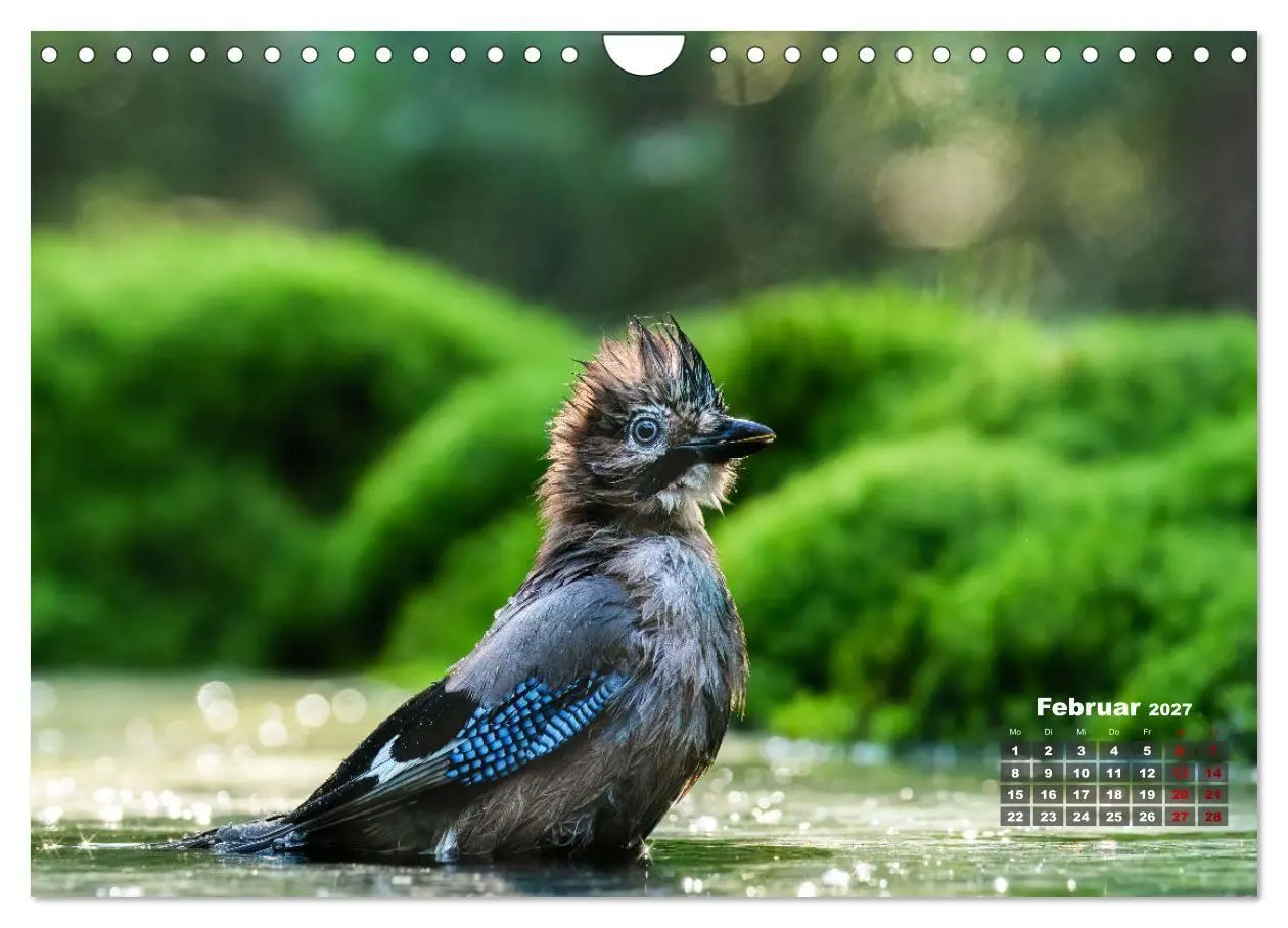 Bild: 9783569208056 | Vögel in heimischen Wäldern (Wandkalender 2027 DIN A4 quer),...