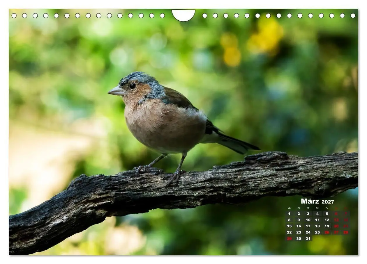 Bild: 9783569208056 | Vögel in heimischen Wäldern (Wandkalender 2027 DIN A4 quer),...