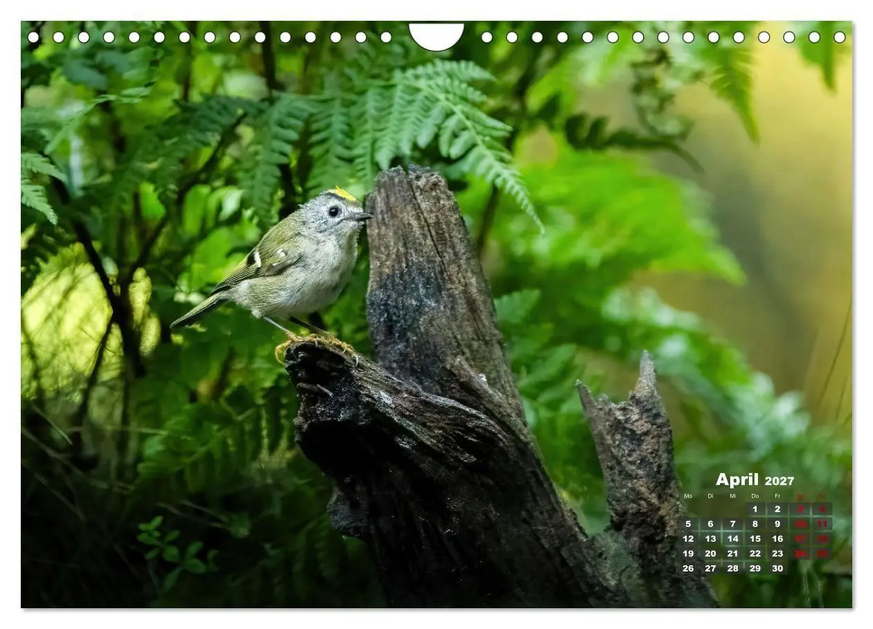 Bild: 9783569208056 | Vögel in heimischen Wäldern (Wandkalender 2027 DIN A4 quer),...