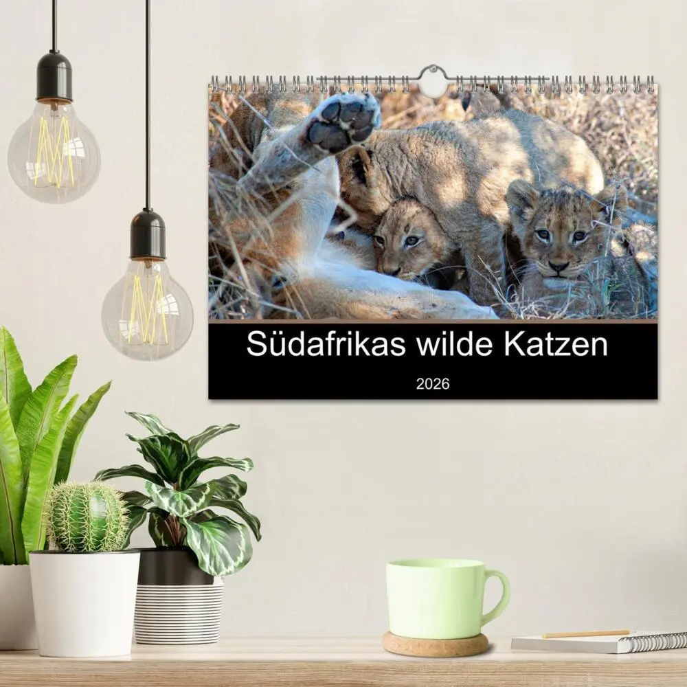 Bild: 9783457638156 | Südafrikas wilde Katzen (Wandkalender 2026 DIN A4 quer), CALVENDO...