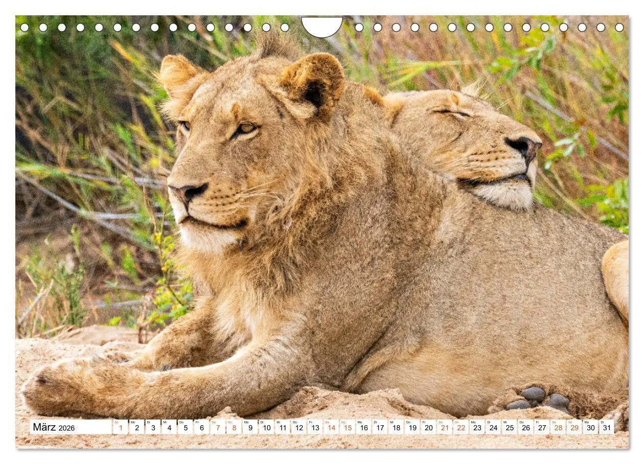 Bild: 9783457638156 | Südafrikas wilde Katzen (Wandkalender 2026 DIN A4 quer), CALVENDO...