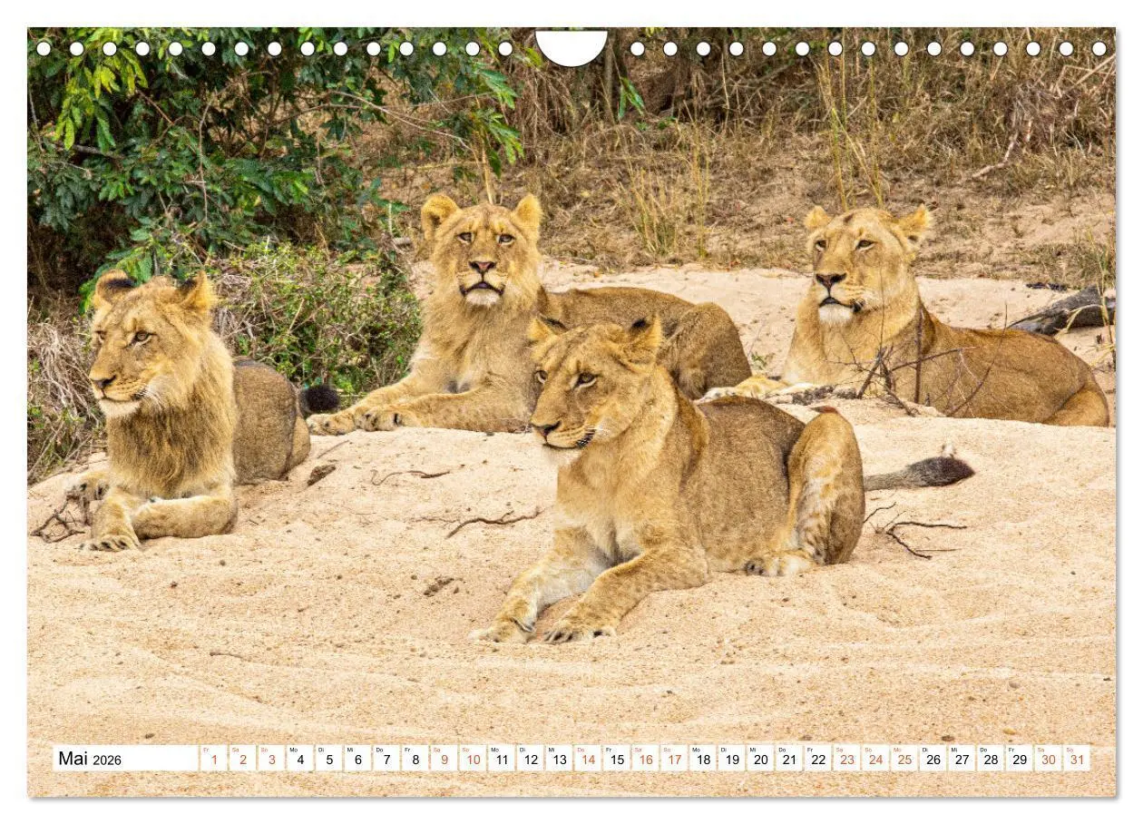 Bild: 9783457638156 | Südafrikas wilde Katzen (Wandkalender 2026 DIN A4 quer), CALVENDO...