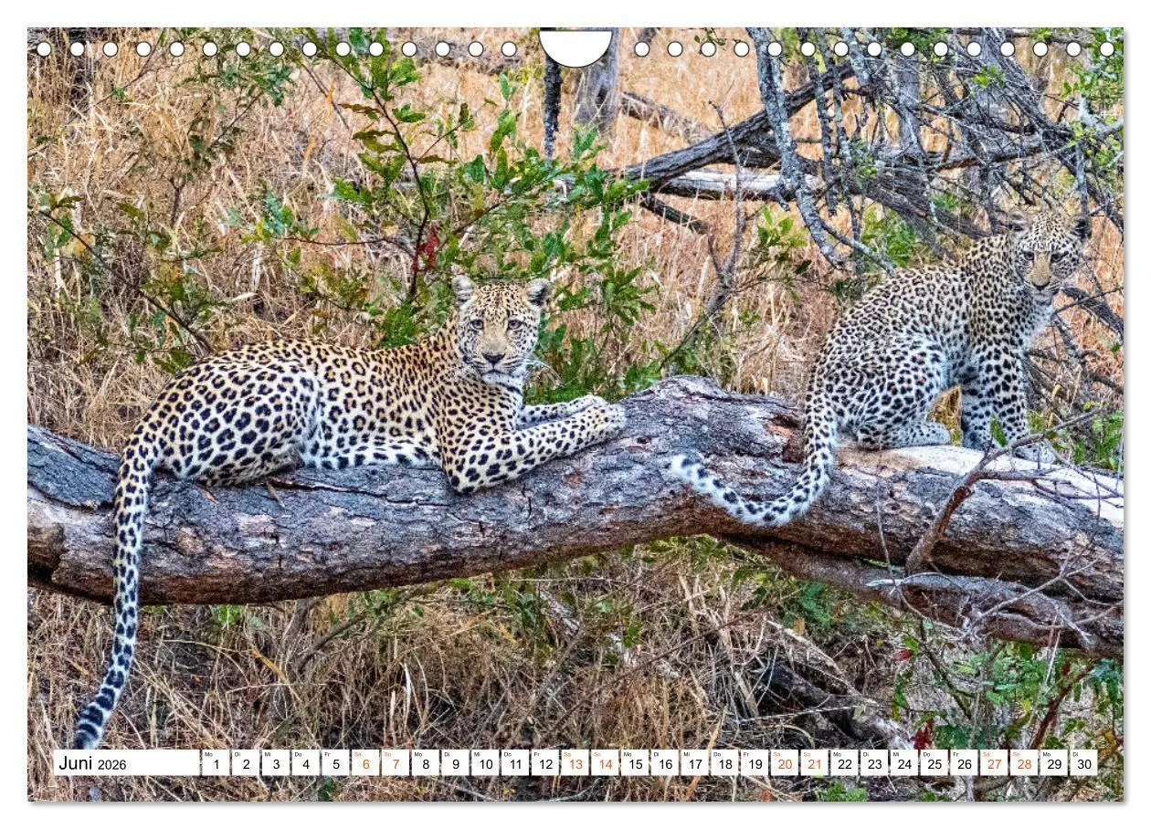 Bild: 9783457638156 | Südafrikas wilde Katzen (Wandkalender 2026 DIN A4 quer), CALVENDO...
