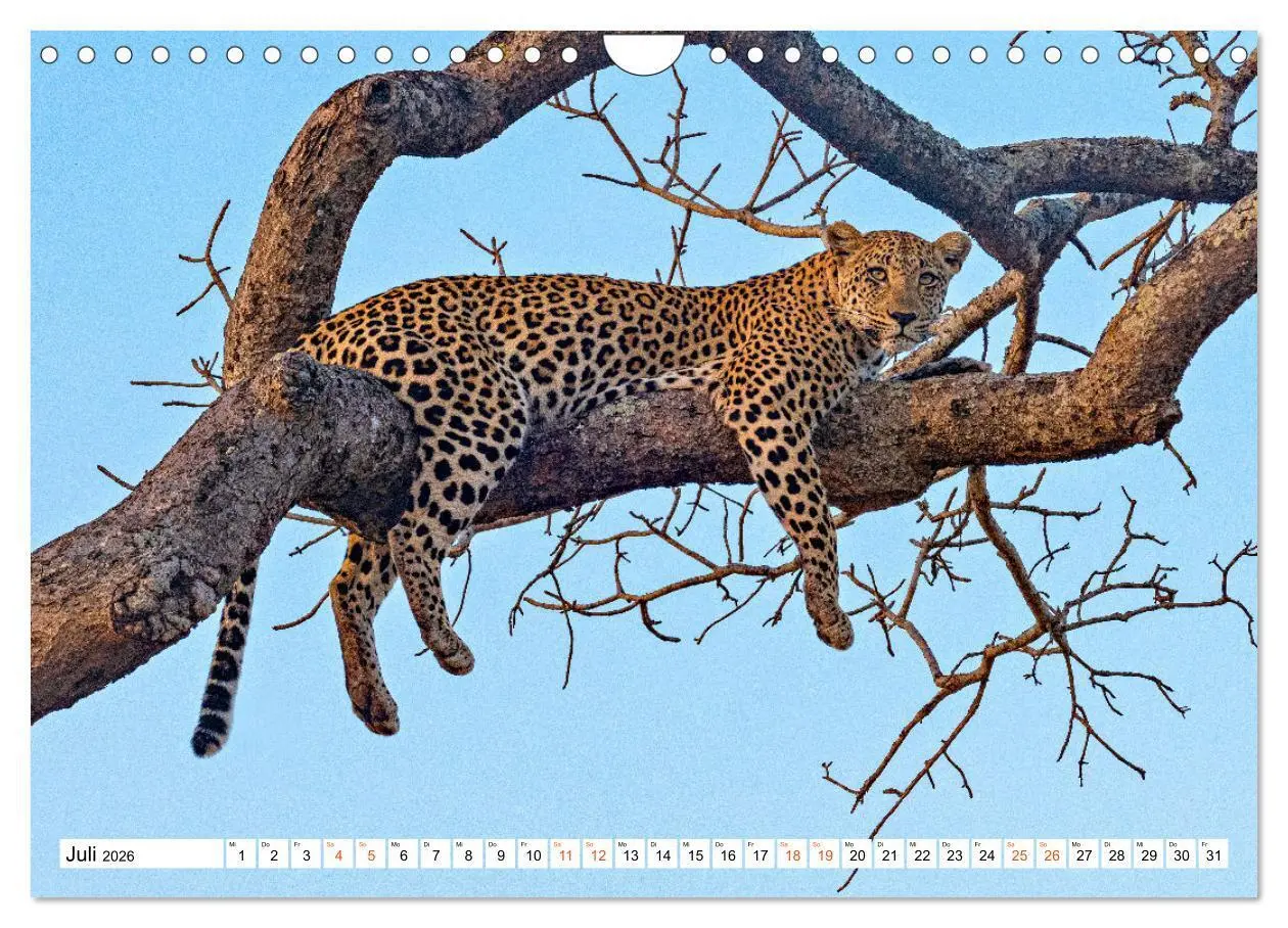 Bild: 9783457638156 | Südafrikas wilde Katzen (Wandkalender 2026 DIN A4 quer), CALVENDO...