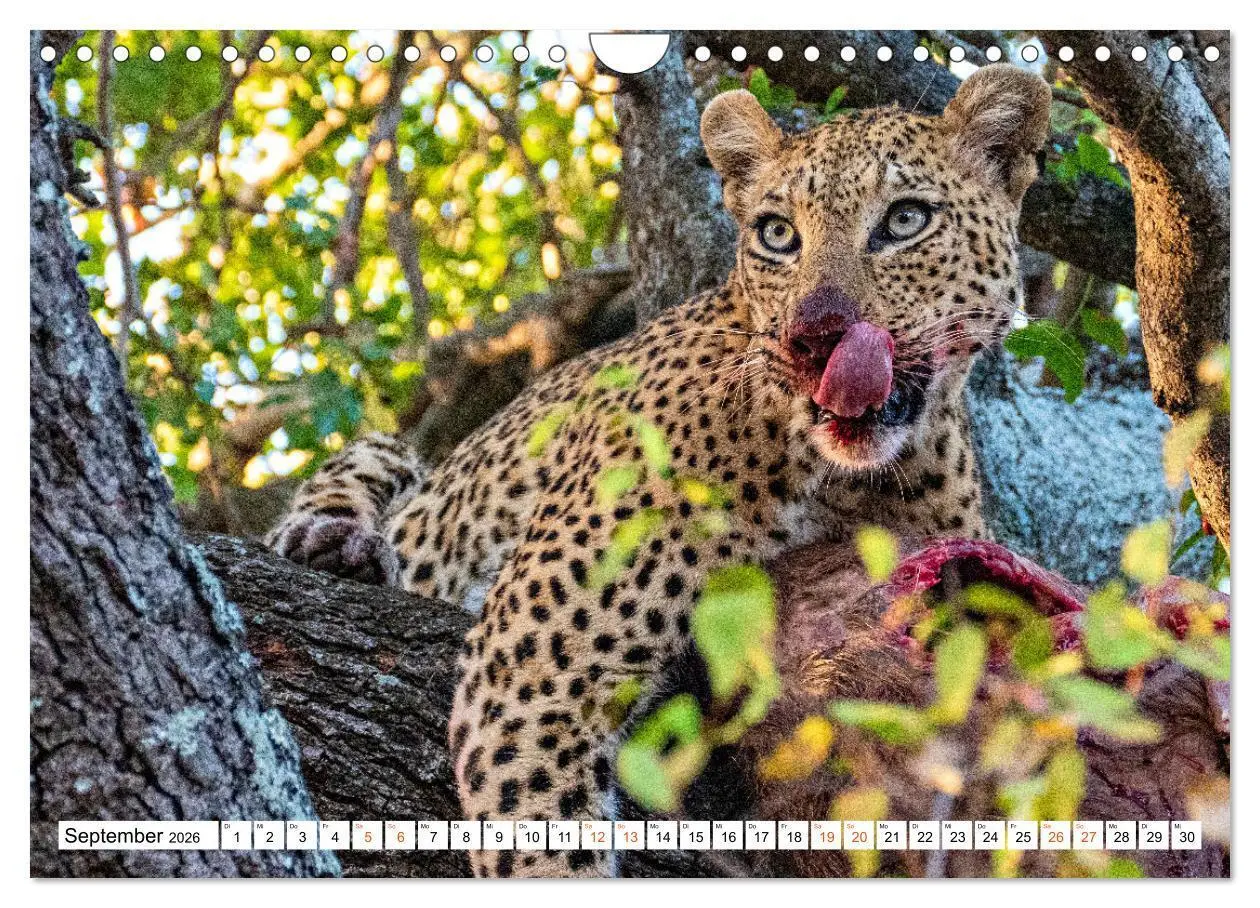Bild: 9783457638156 | Südafrikas wilde Katzen (Wandkalender 2026 DIN A4 quer), CALVENDO...