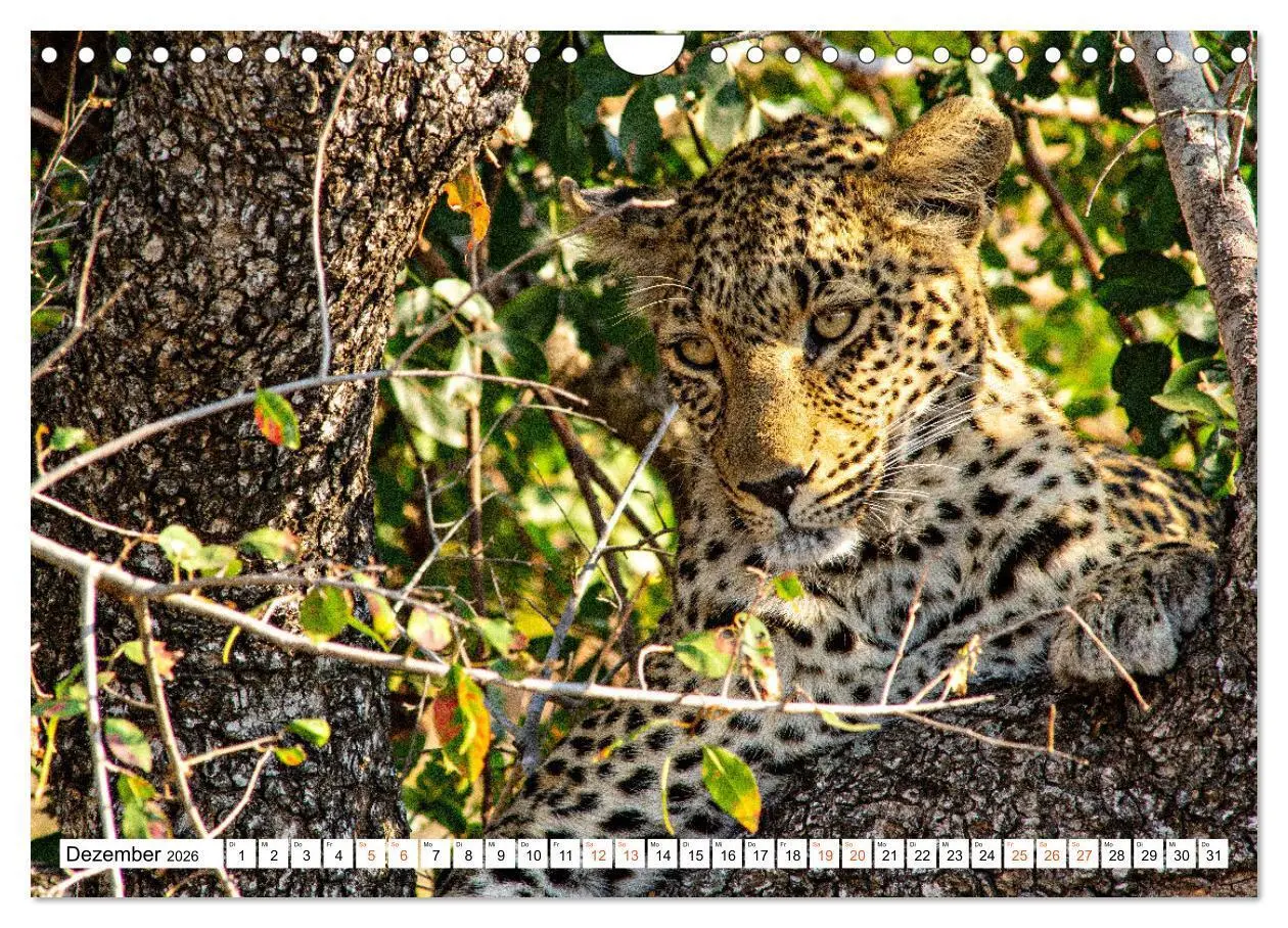 Bild: 9783457638156 | Südafrikas wilde Katzen (Wandkalender 2026 DIN A4 quer), CALVENDO...