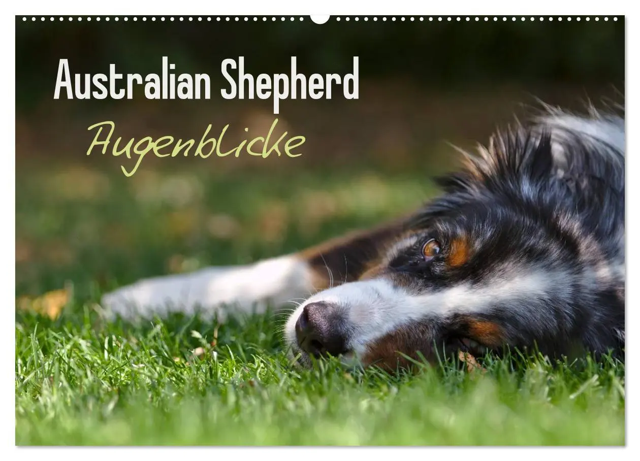 Cover: 9783516038156 | Australian Shepherd - Augenblicke (Wandkalender 2026 DIN A2 quer),...
