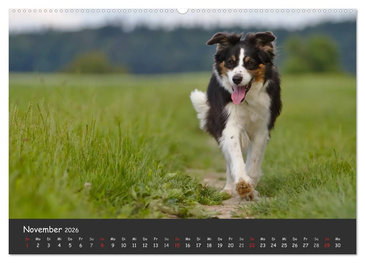 Bild: 9783516038156 | Australian Shepherd - Augenblicke (Wandkalender 2026 DIN A2 quer),...
