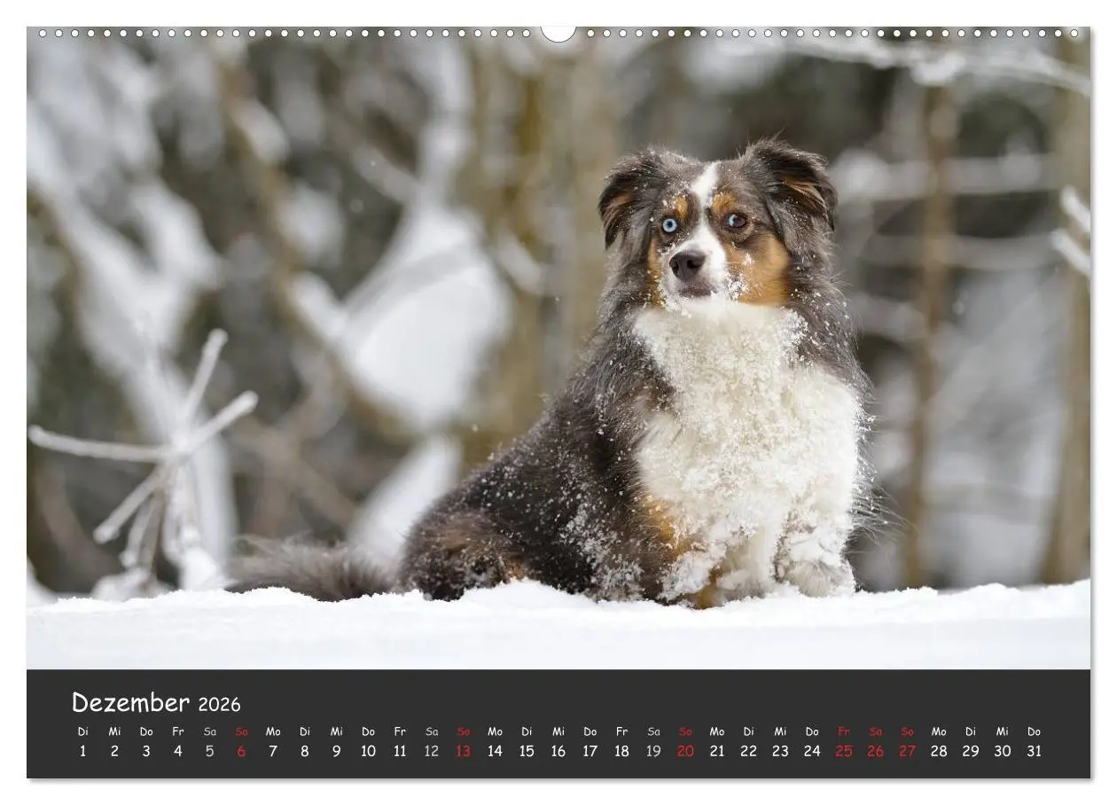 Bild: 9783516038156 | Australian Shepherd - Augenblicke (Wandkalender 2026 DIN A2 quer),...