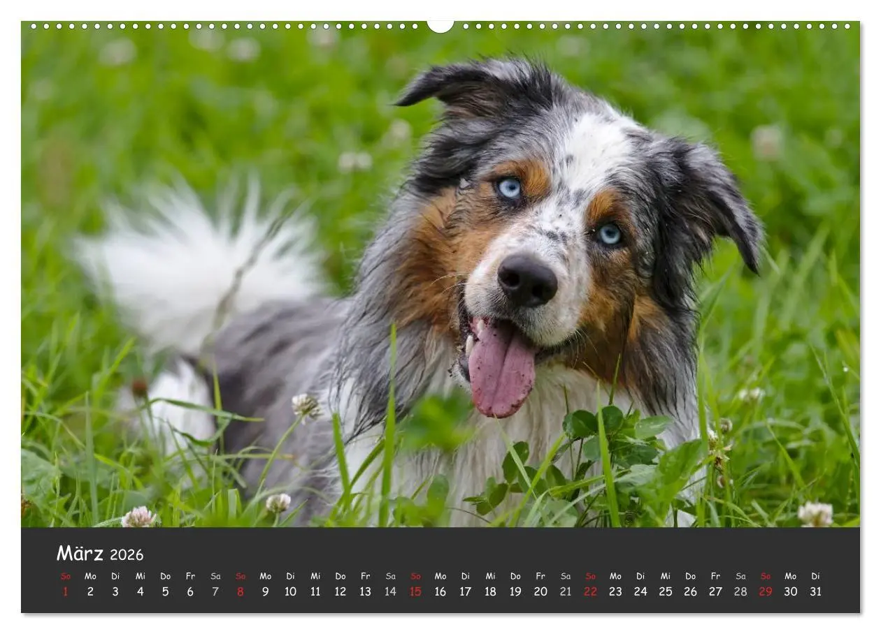 Bild: 9783516038156 | Australian Shepherd - Augenblicke (Wandkalender 2026 DIN A2 quer),...
