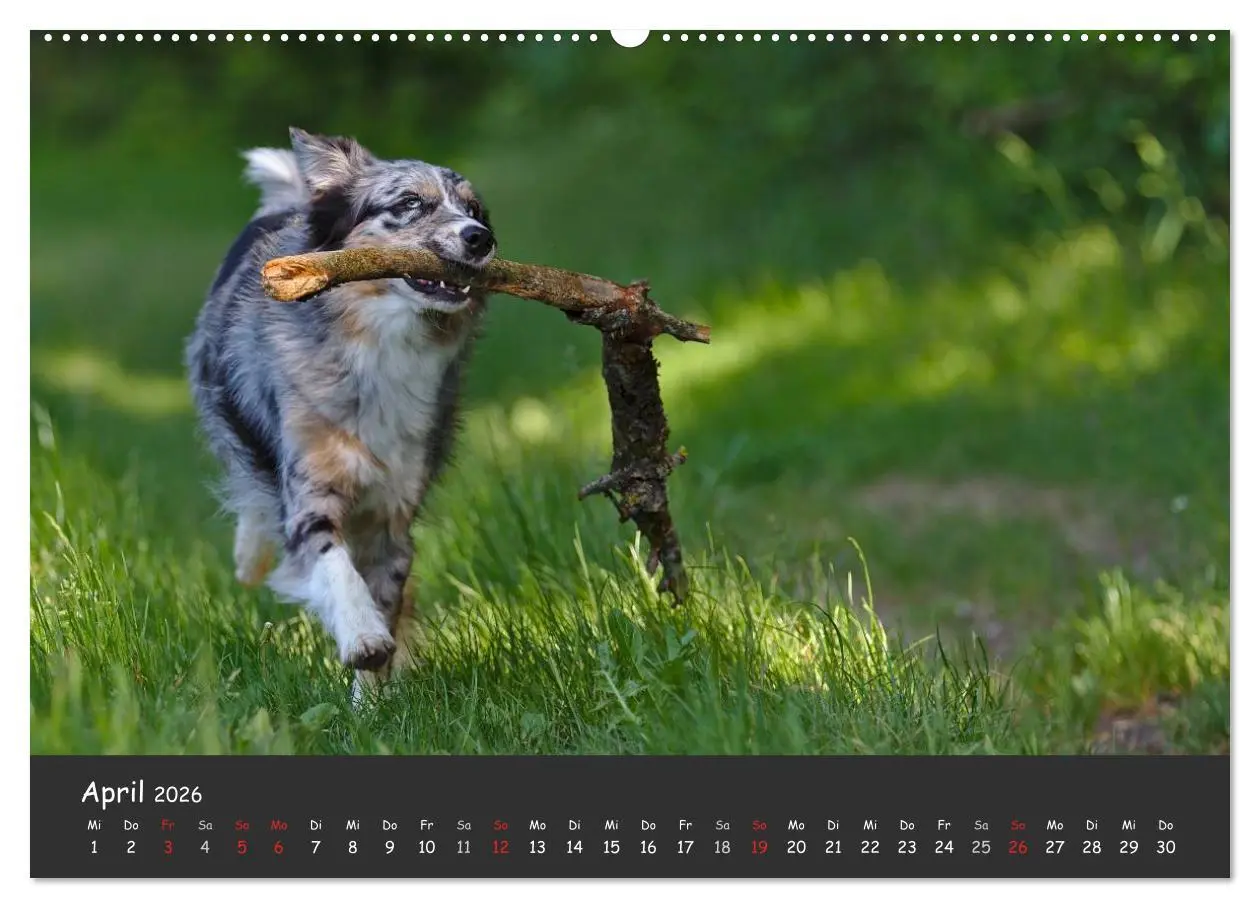 Bild: 9783516038156 | Australian Shepherd - Augenblicke (Wandkalender 2026 DIN A2 quer),...