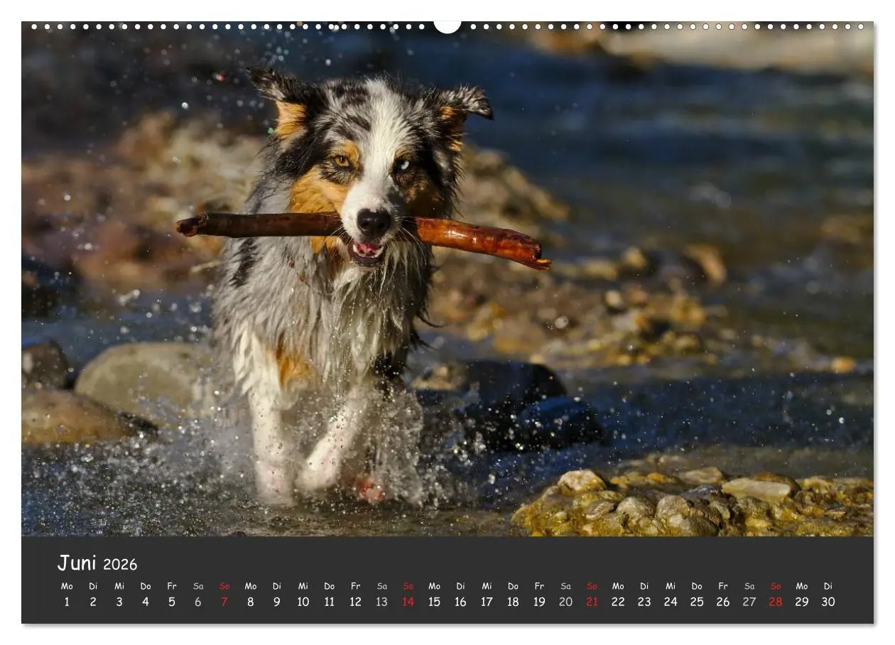 Bild: 9783516038156 | Australian Shepherd - Augenblicke (Wandkalender 2026 DIN A2 quer),...