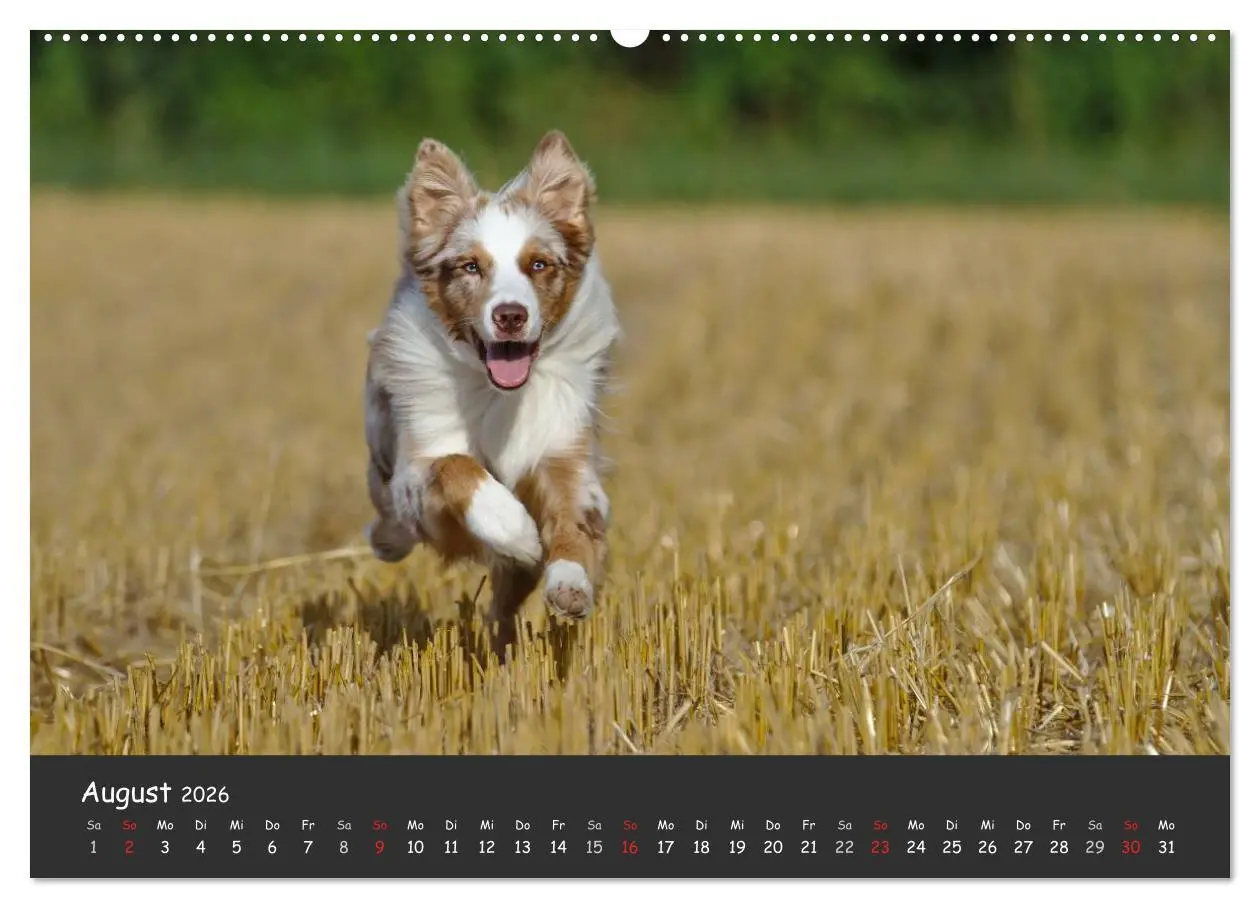 Bild: 9783516038156 | Australian Shepherd - Augenblicke (Wandkalender 2026 DIN A2 quer),...
