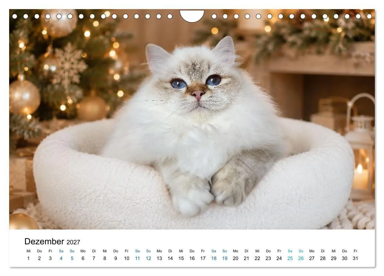 Bild: 9783569128156 | Heilige Birma Katzen - flauschig, anhänglich und wunderschön...