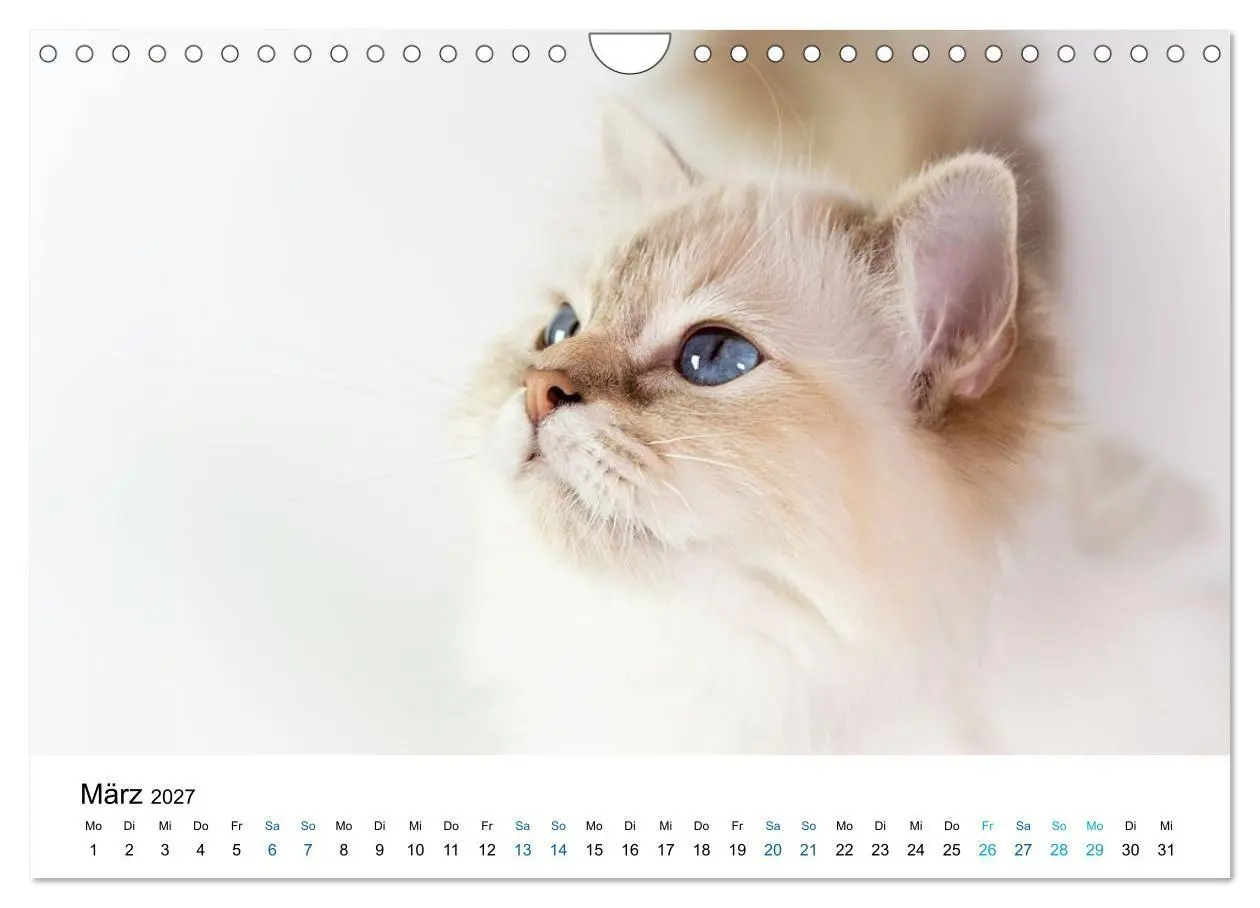 Bild: 9783569128156 | Heilige Birma Katzen - flauschig, anhänglich und wunderschön...