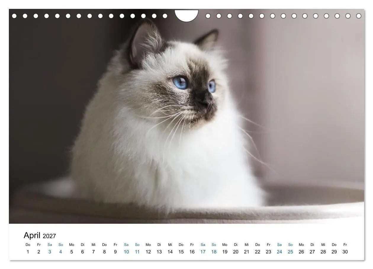 Bild: 9783569128156 | Heilige Birma Katzen - flauschig, anhänglich und wunderschön...
