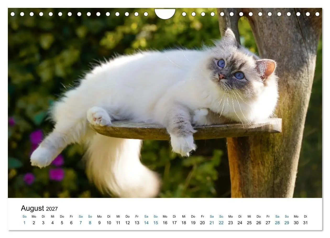 Bild: 9783569128156 | Heilige Birma Katzen - flauschig, anhänglich und wunderschön...