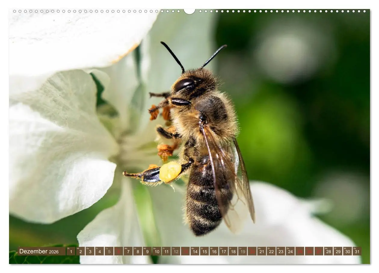 Bild: 9783457798256 | BIENEN - Kleine Nützlinge ganz groß (Wandkalender 2026 DIN A2...