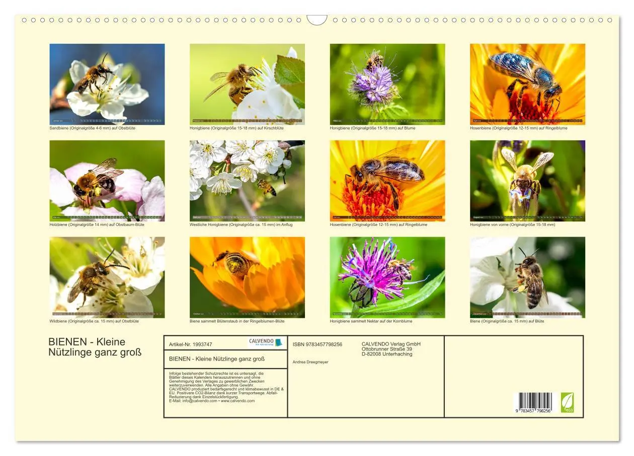 Bild: 9783457798256 | BIENEN - Kleine Nützlinge ganz groß (Wandkalender 2026 DIN A2...