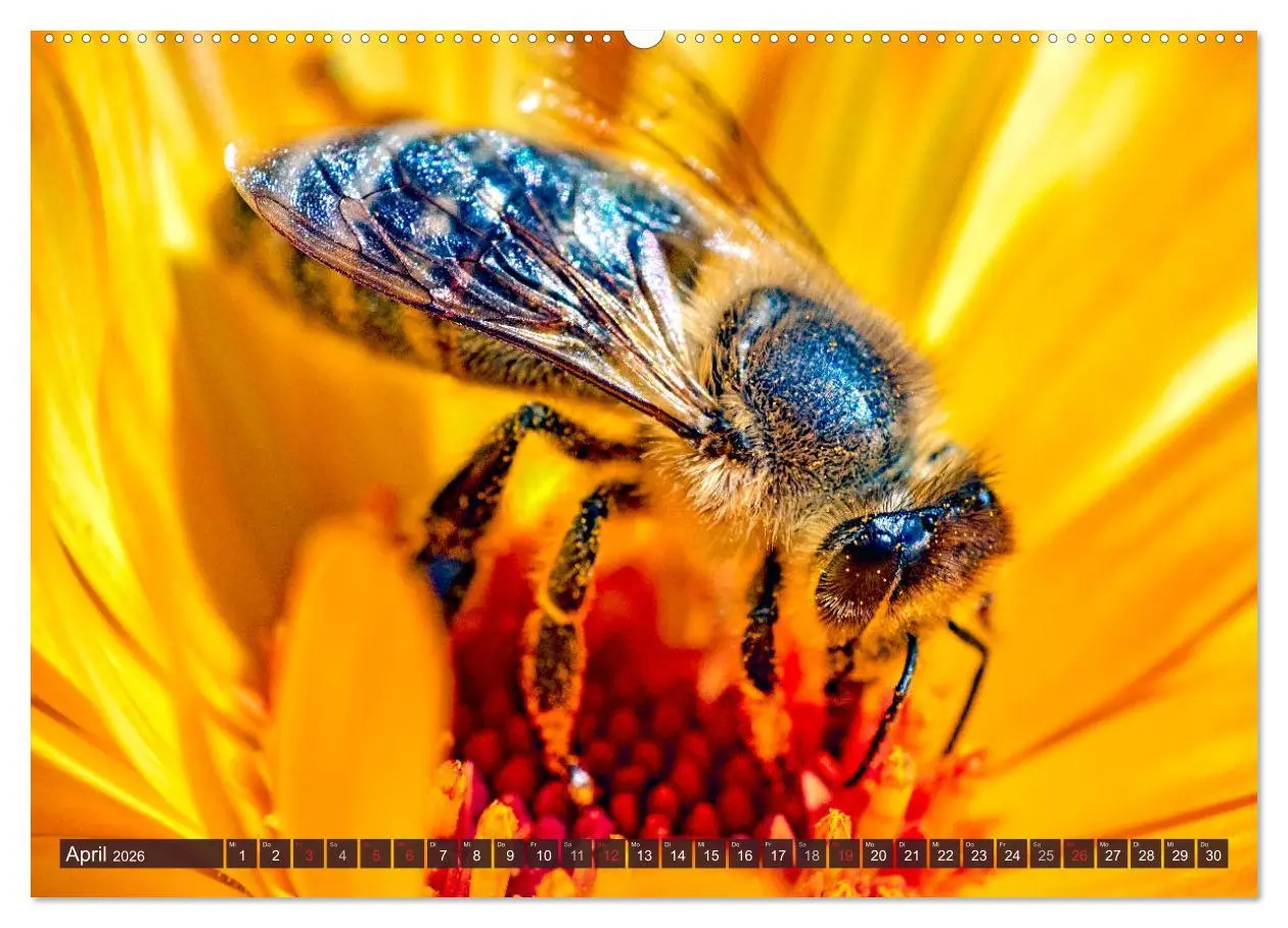 Bild: 9783457798256 | BIENEN - Kleine Nützlinge ganz groß (Wandkalender 2026 DIN A2...