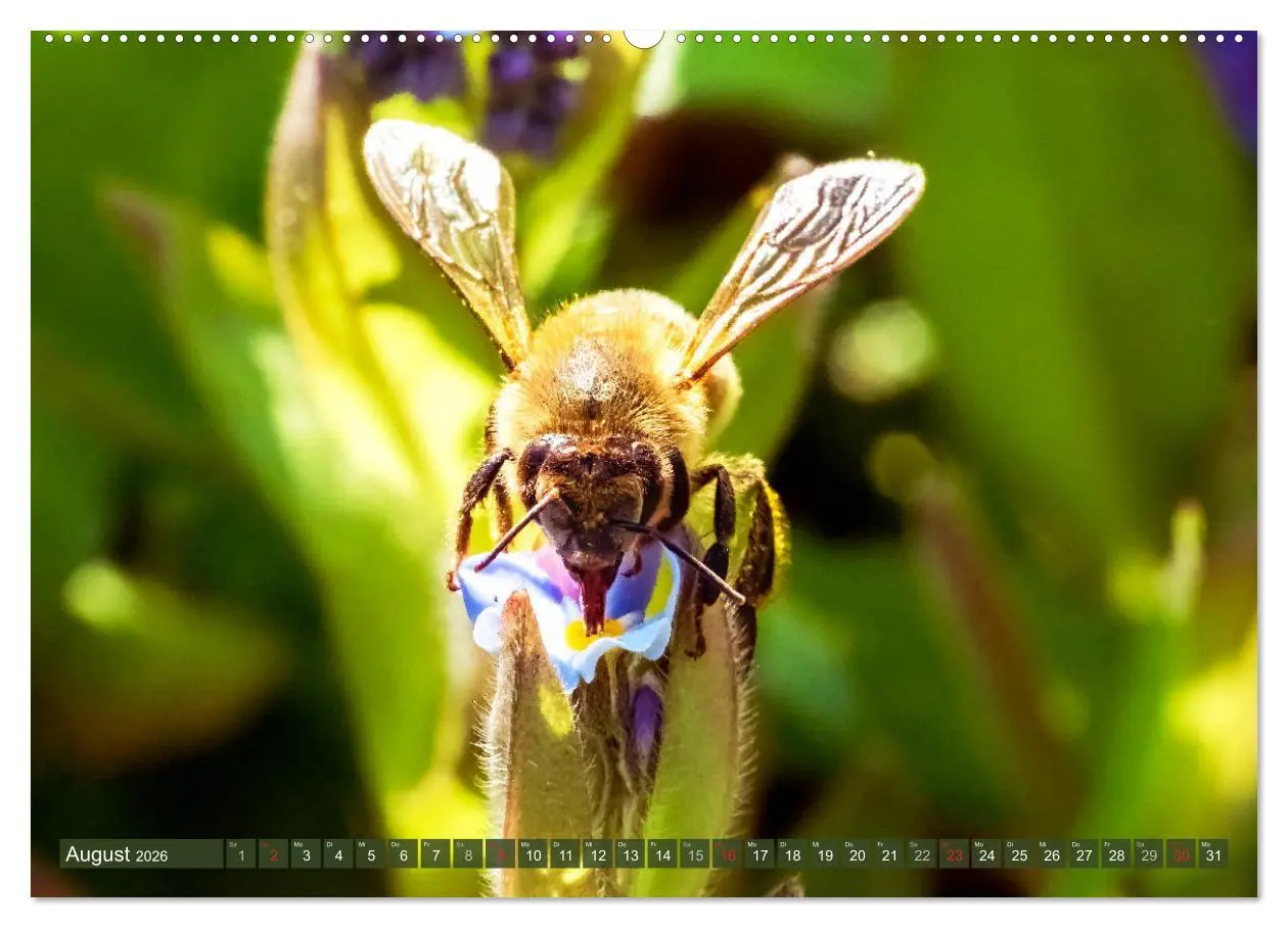 Bild: 9783457798256 | BIENEN - Kleine Nützlinge ganz groß (Wandkalender 2026 DIN A2...