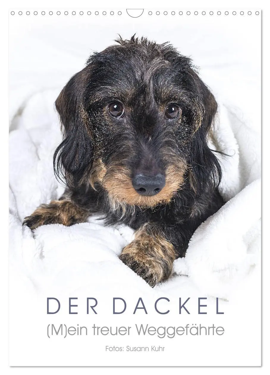 Cover: 9783516408256 | Der Dackel (M)ein treuer Weggefährte (Wandkalender 2026 DIN A3...