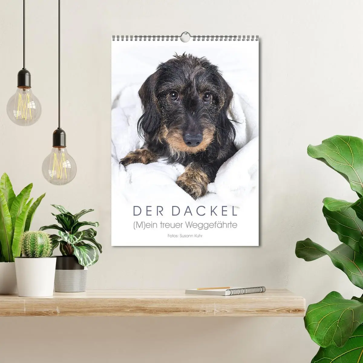 Bild: 9783516408256 | Der Dackel (M)ein treuer Weggefährte (Wandkalender 2026 DIN A3...