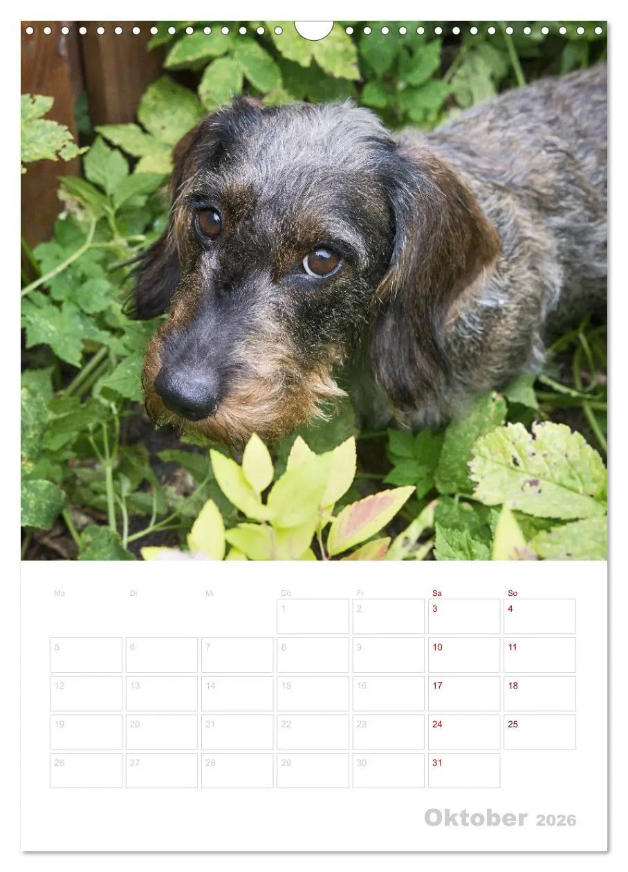 Bild: 9783516408256 | Der Dackel (M)ein treuer Weggefährte (Wandkalender 2026 DIN A3...