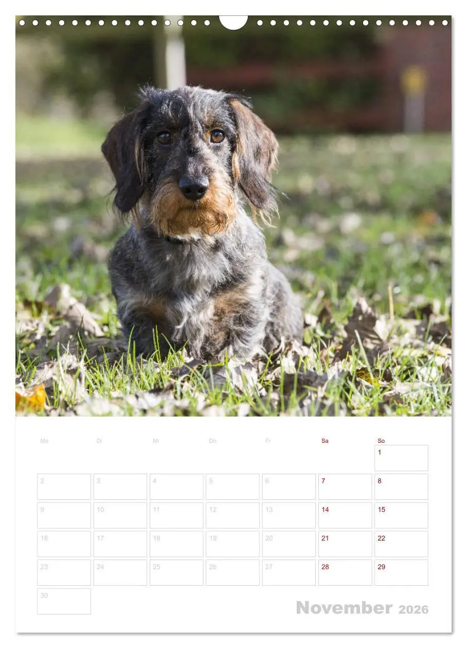 Bild: 9783516408256 | Der Dackel (M)ein treuer Weggefährte (Wandkalender 2026 DIN A3...