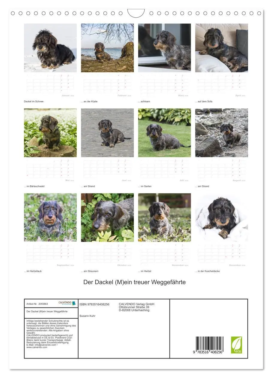 Bild: 9783516408256 | Der Dackel (M)ein treuer Weggefährte (Wandkalender 2026 DIN A3...