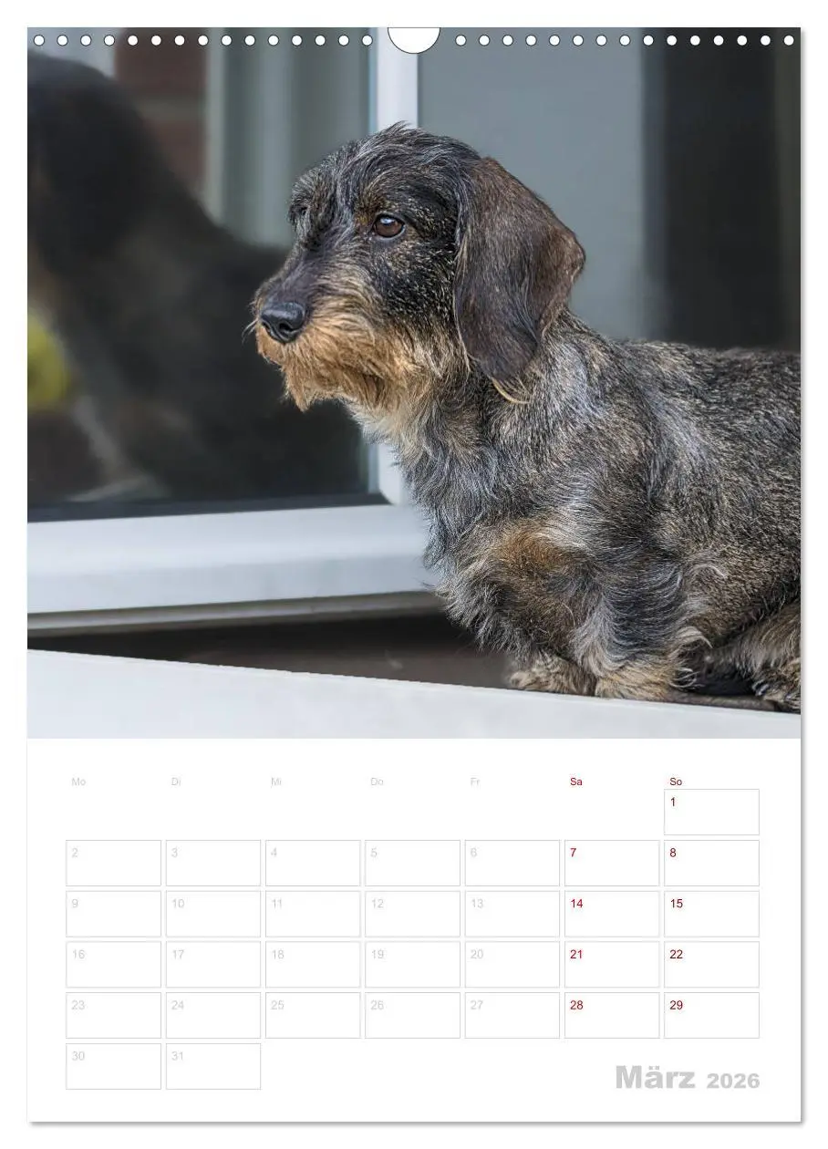 Bild: 9783516408256 | Der Dackel (M)ein treuer Weggefährte (Wandkalender 2026 DIN A3...