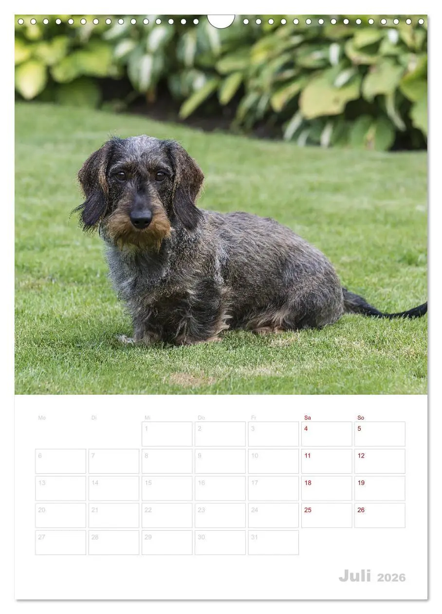 Bild: 9783516408256 | Der Dackel (M)ein treuer Weggefährte (Wandkalender 2026 DIN A3...