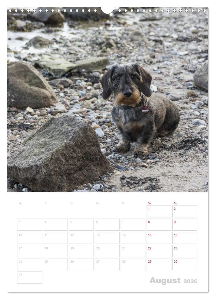 Bild: 9783516408256 | Der Dackel (M)ein treuer Weggefährte (Wandkalender 2026 DIN A3...