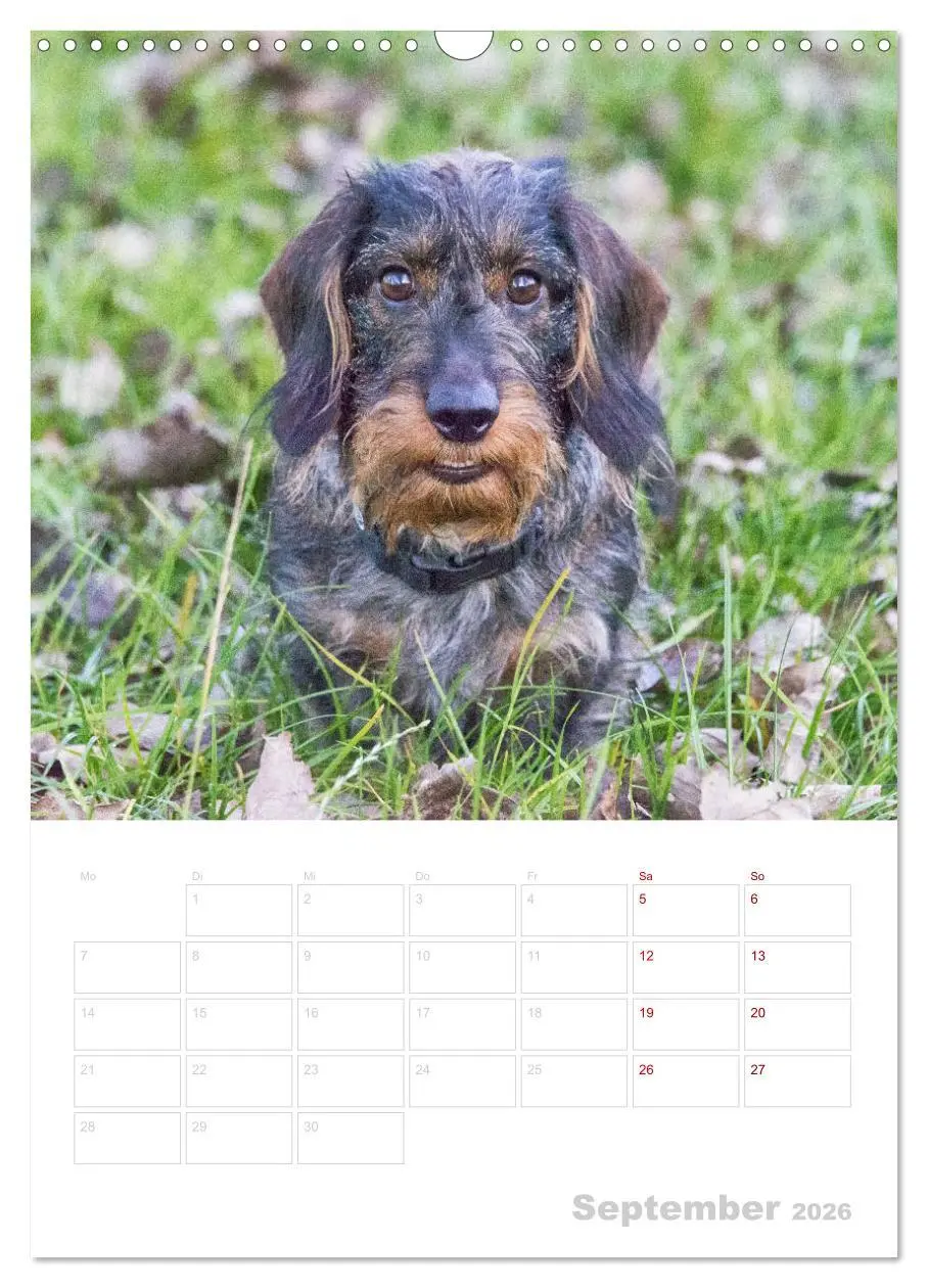 Bild: 9783516408256 | Der Dackel (M)ein treuer Weggefährte (Wandkalender 2026 DIN A3...