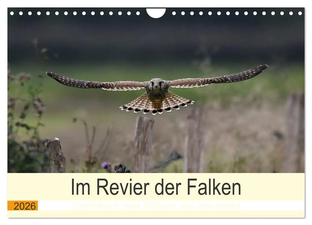 Cover: 9783457618356 | Im Revier der Falken (Wandkalender 2026 DIN A4 quer), CALVENDO...