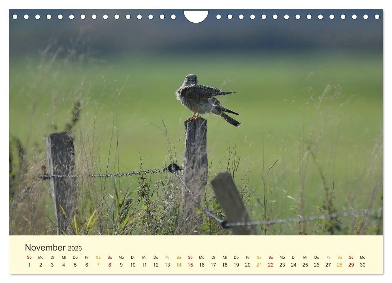 Bild: 9783457618356 | Im Revier der Falken (Wandkalender 2026 DIN A4 quer), CALVENDO...
