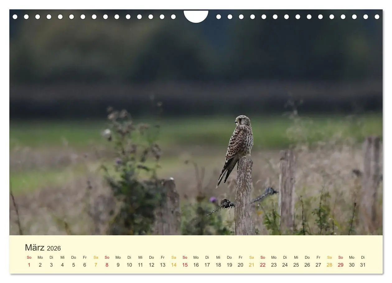 Bild: 9783457618356 | Im Revier der Falken (Wandkalender 2026 DIN A4 quer), CALVENDO...