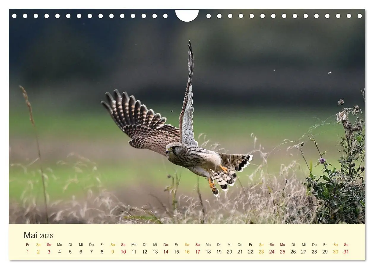 Bild: 9783457618356 | Im Revier der Falken (Wandkalender 2026 DIN A4 quer), CALVENDO...