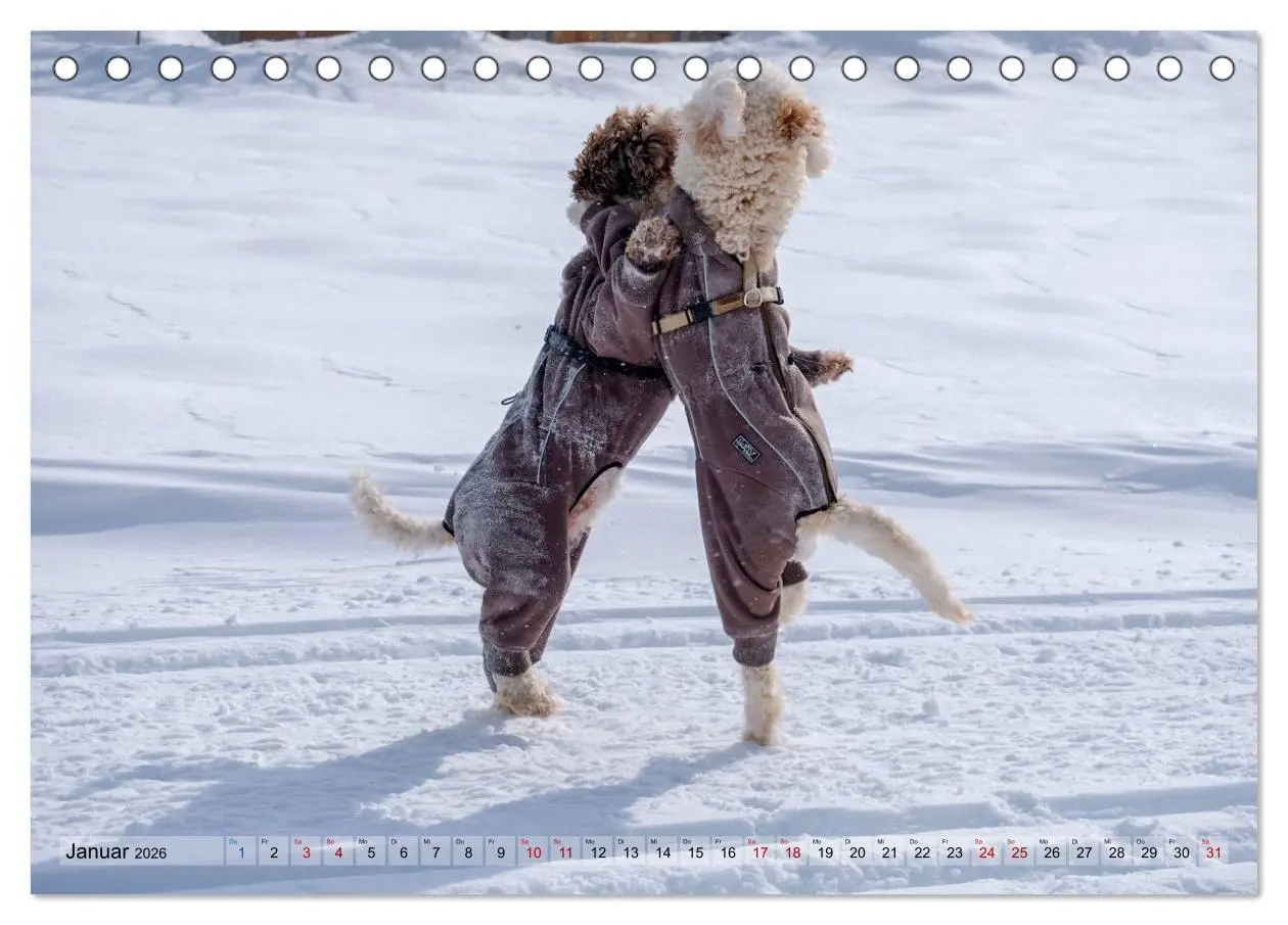 Bild: 9783457918456 | Lagotto Romagnolo Tanzende Trüffelnasen (Tischkalender 2026 DIN A5...