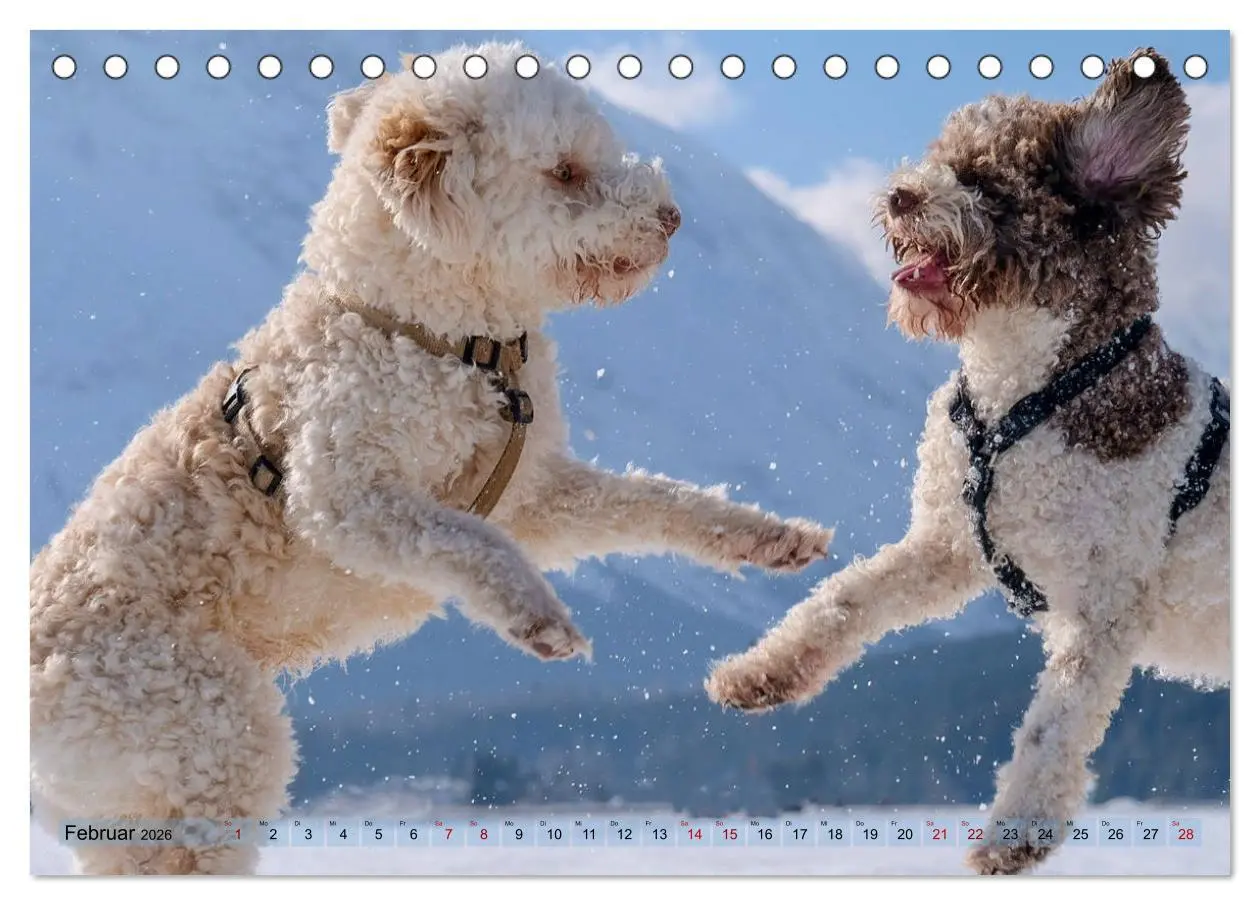 Bild: 9783457918456 | Lagotto Romagnolo Tanzende Trüffelnasen (Tischkalender 2026 DIN A5...
