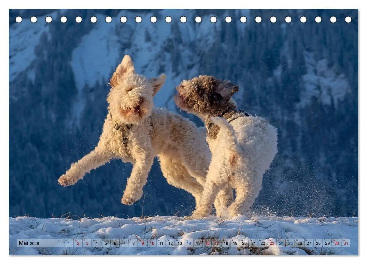 Bild: 9783457918456 | Lagotto Romagnolo Tanzende Trüffelnasen (Tischkalender 2026 DIN A5...