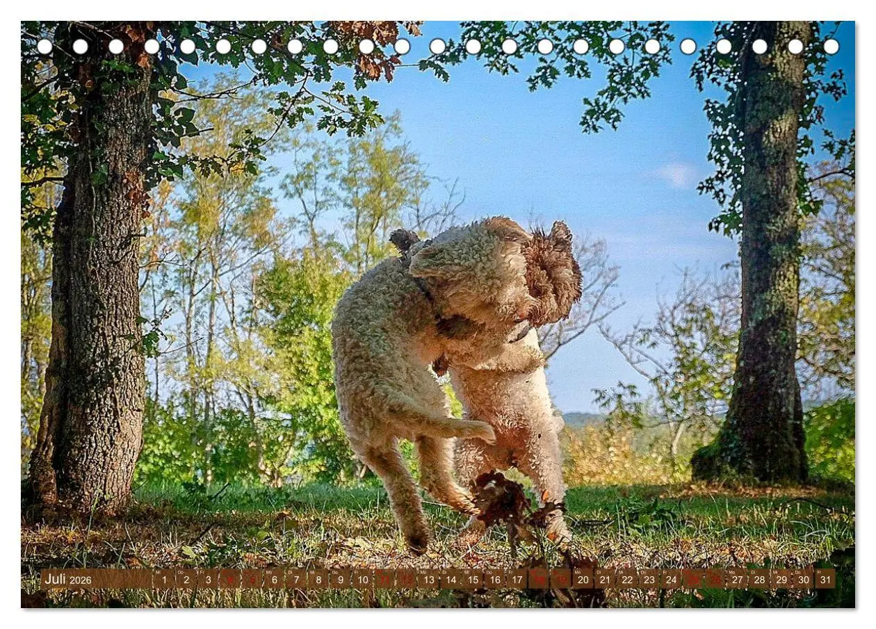 Bild: 9783457918456 | Lagotto Romagnolo Tanzende Trüffelnasen (Tischkalender 2026 DIN A5...