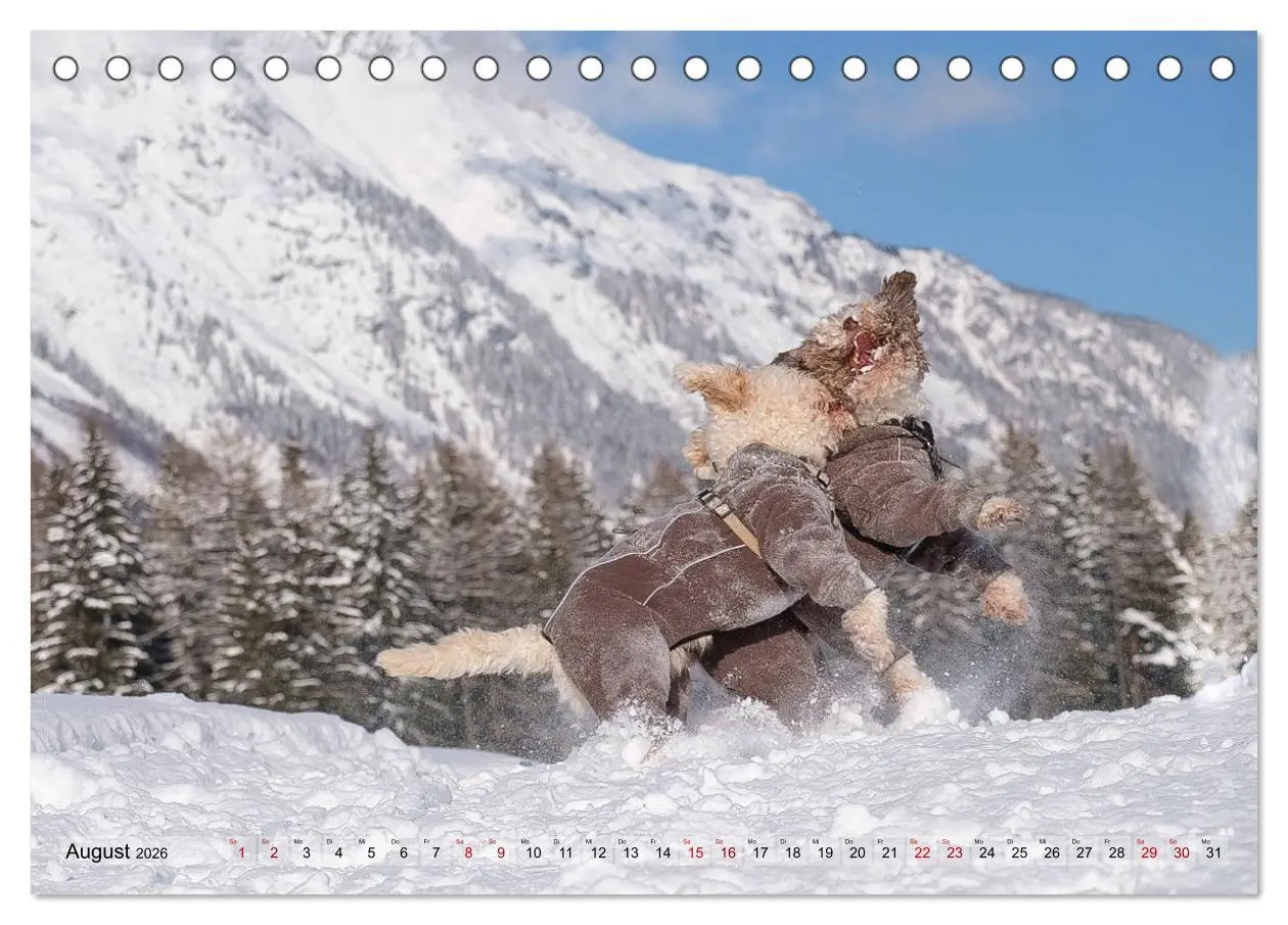 Bild: 9783457918456 | Lagotto Romagnolo Tanzende Trüffelnasen (Tischkalender 2026 DIN A5...