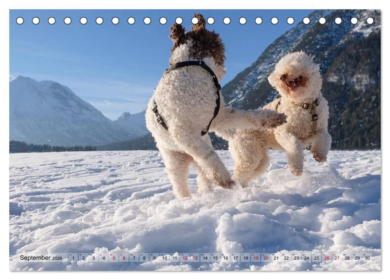 Bild: 9783457918456 | Lagotto Romagnolo Tanzende Trüffelnasen (Tischkalender 2026 DIN A5...